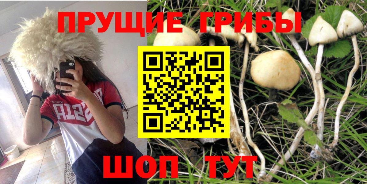 Галлюциногенные грибы Psilocybine cubensis Южно-Сахалинск